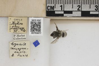 Media type: image;   Entomology 793877 Aspect: Labels